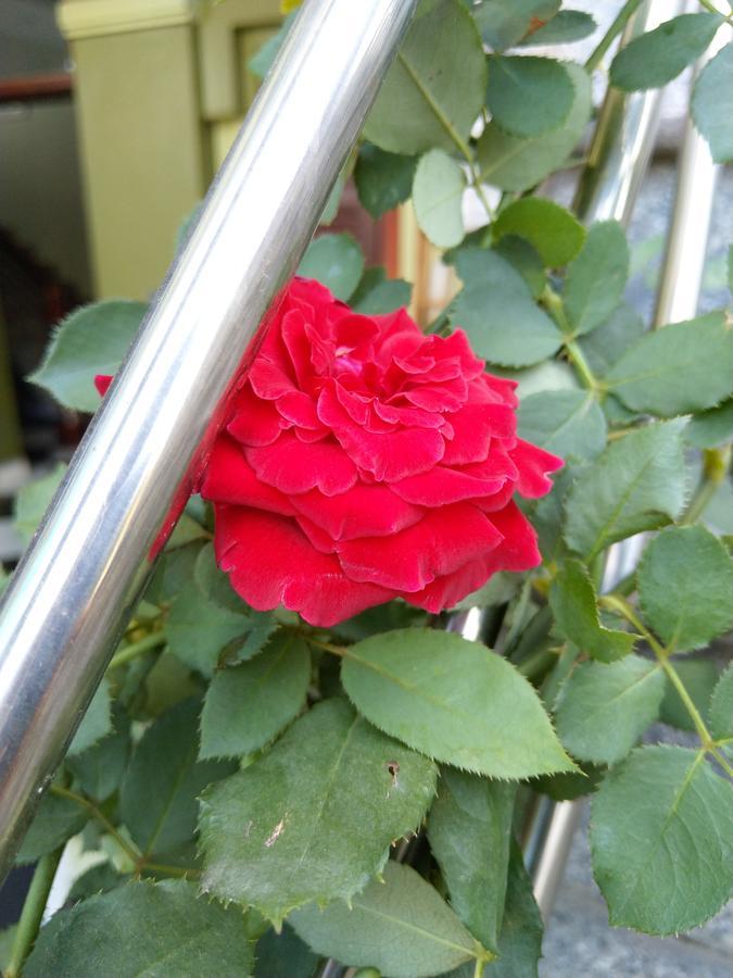 הא טין Backpackers Hotel מראה חיצוני תמונה